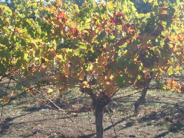 Le domaine de la petite maison dans les vignes de Margare River Wine region