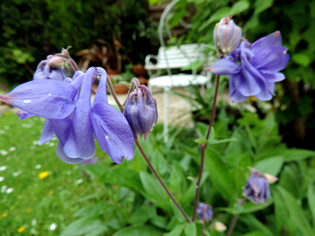 Le jardin en Mai...