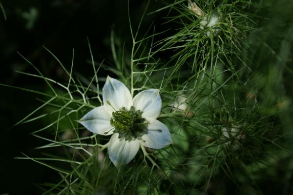 Acrostiche en fleur: N