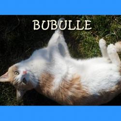 Chats perdus dans l'Hérault