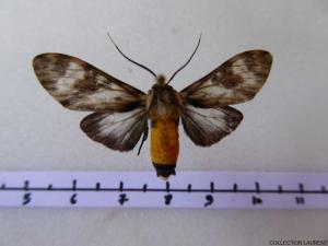 Euceron