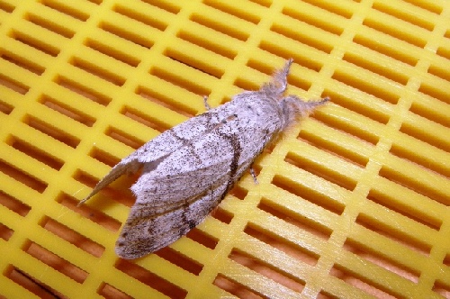 La chenille