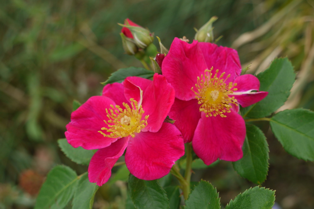 ROSES DE SEPTEMBRE