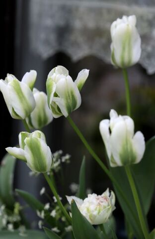 Jardinières Printemps 2024 : Tulipes Snow Crystal + Green Spirit