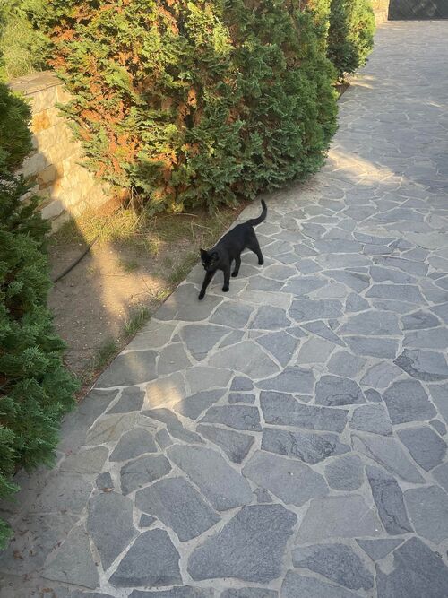 Vacances des jeunes - Moldava - rencontre avec le chat noir 
