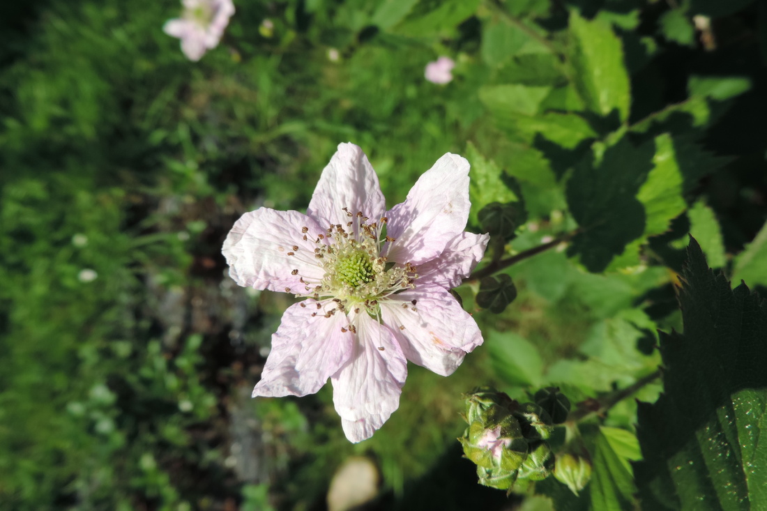 fleurs et bébète dans le jardin