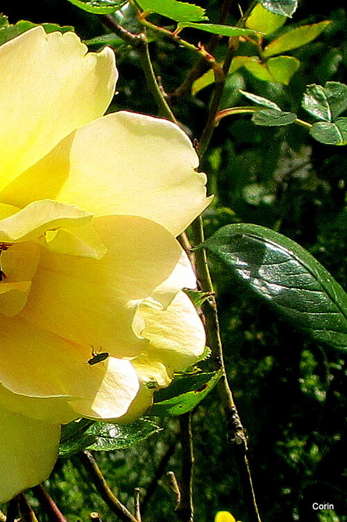 Des roses : en jaune et en rose !