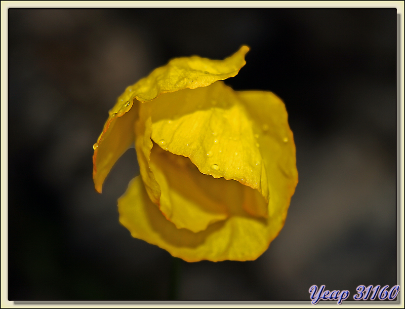 Pavot jaune ou du Pays de Galles (Meconopsis cambrica) - Massif du Cagire - 31  (Flore)