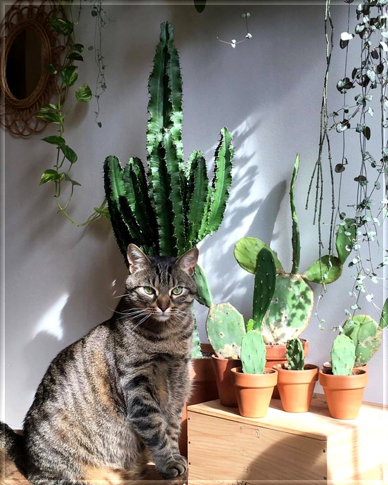 Plantes toxiques pour les chats