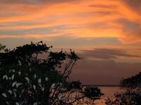 Crépuscule sur la mangrove