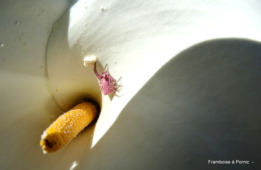 Insectes du Jardin en mai 2022