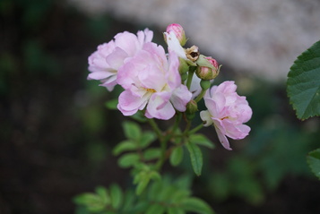 Geranium nosodum