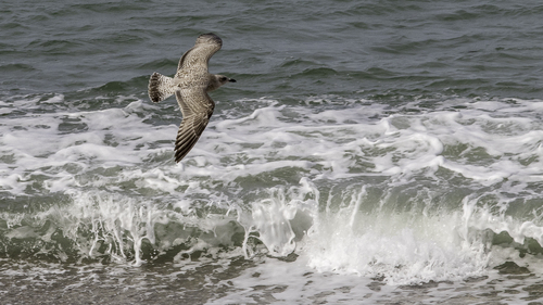 GOELAND BRUN ( Larus fucus )