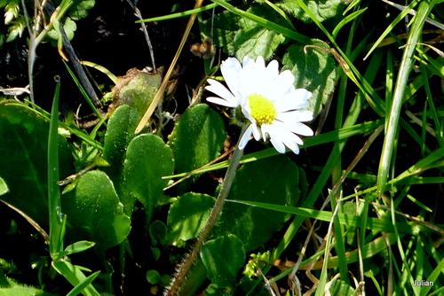 Petites fleurs blanches