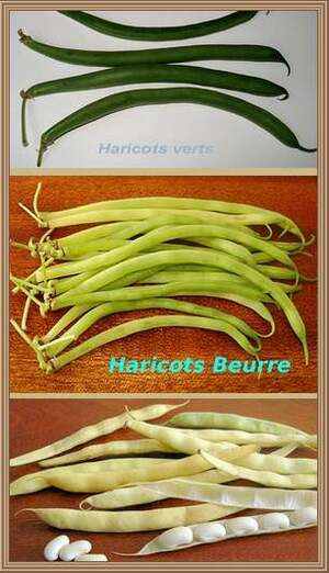 Vertus médicinales des légumes et des fruits : HARICOT