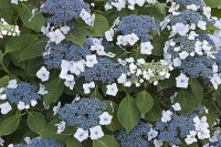 Arbres et arbustes - Hortensias et autres hydrangéas  (Hydrangea sp.)