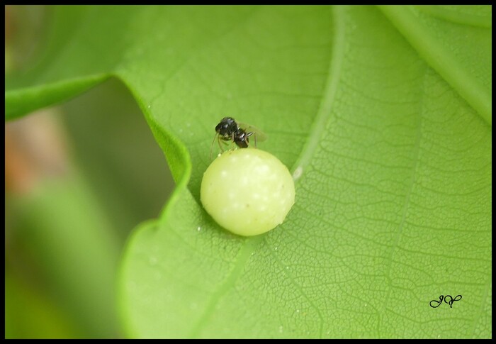 Cynipis quercusfolii.