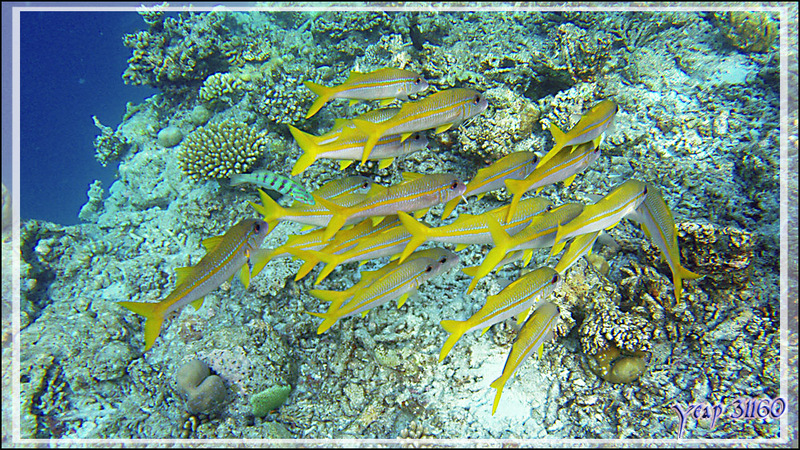 Banc de Rougets à nageoires jaunes ou Surmulets sans tache, Yellowfin goatfish (Mulloidichthys vanicolensis) - Snorkeling à Thudufushi - Atoll d'Ari - Maldives