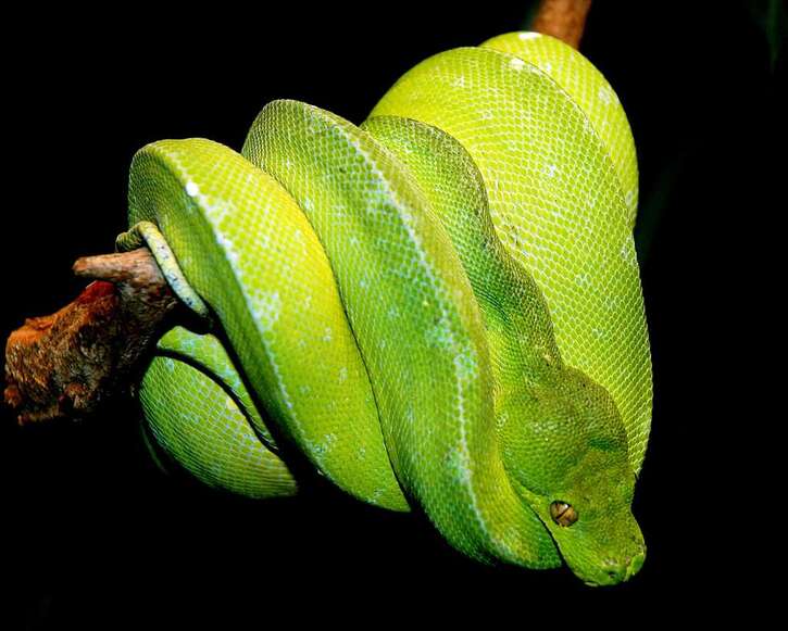 Reptiles - 2:  Attention serpents, venimeux ou pas, gardez votre sang froid