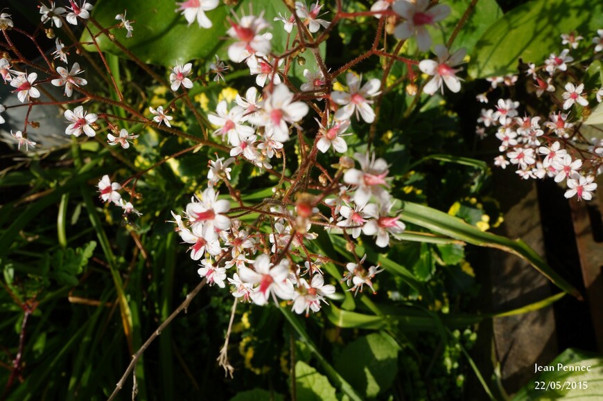 Saxifrage " Aureapunctata"