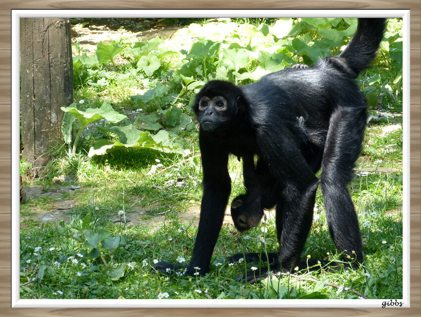 zoo de doué la fontaine serie 3