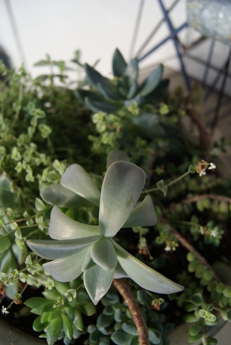 Graptopetalum paraguayense