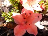 Identification par les fleurs !