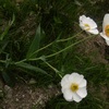 Renoncule amplexicaule (Ranunculus amplexicaulis)