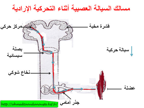 الصفحة الرئيسية