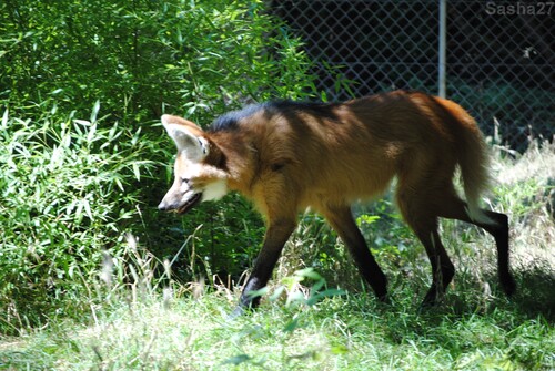 (8) Le loup à crinière.