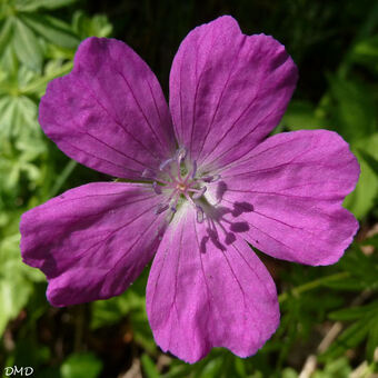 Geranium sanguineum - géranium sanguin