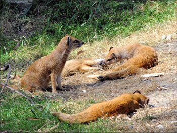 Photo de Mangouste jaune du Zoo de Pessac (Gironde)