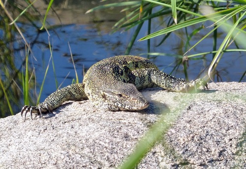 parc naturel Krüger; quelques reptiles