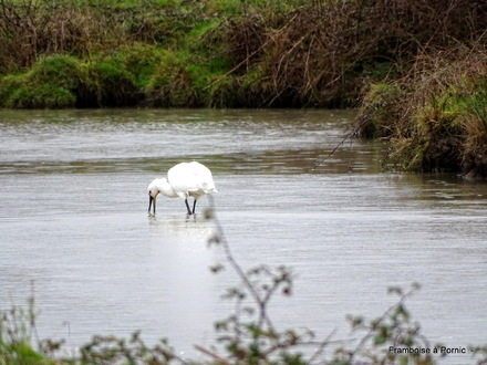 Spatule blanche dans le marais breton 