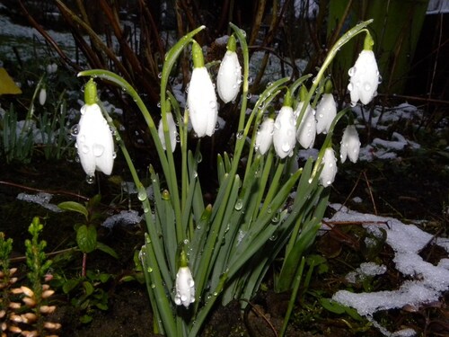 Perce-neiges sous la pluie