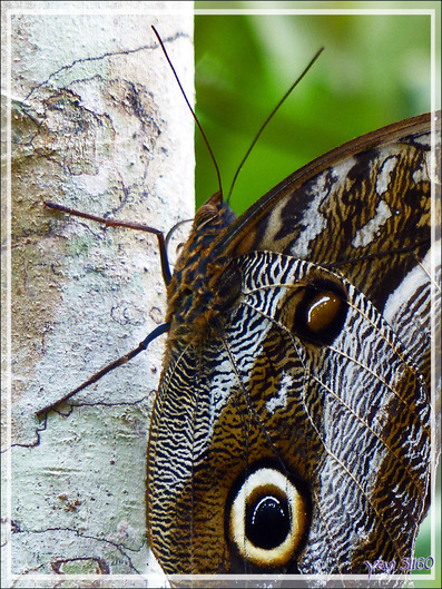 Caligo ou Papillon-hibou, Owl butterfly - Lac Sandoval - Pérou