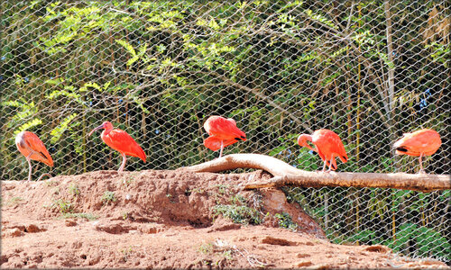 Photo Ibis rouge (Zoo de Doué la Fontaine)