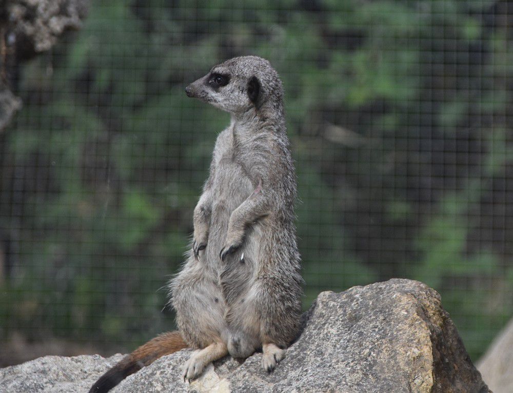 Les suricates du zoo de La Teste...