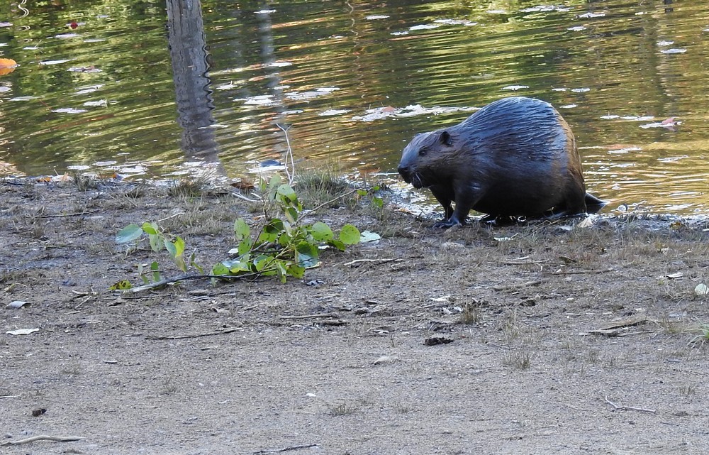 Observation des castors à la Pourvoirie du Lac Blanc, au Canada...