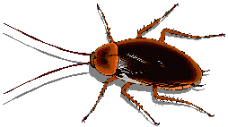insecte 08