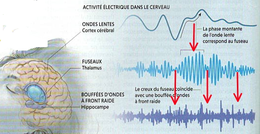 Le sommeil est indispensable à notre cerveau.