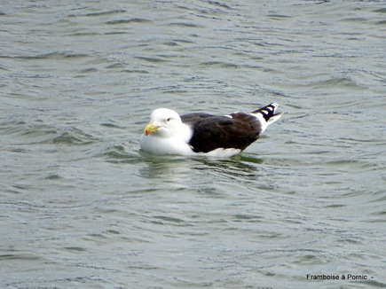 Balade sur le port du Croisic 