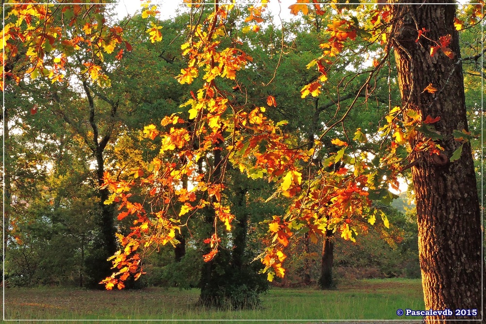 Automne au parc de la Chêneraie à la Hume - Octobre 2015 - 6/7