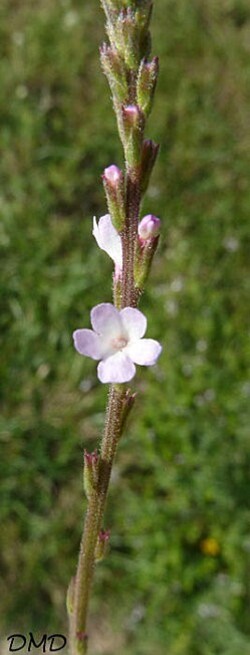 verbenaofficinalisca