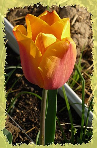 Bordure-tulipes.jpg