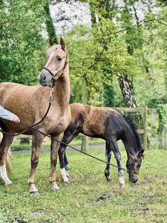 Laurène, Team LMs, équitation, blog, Jeunes Poneys, SHF, élevage des Réneries