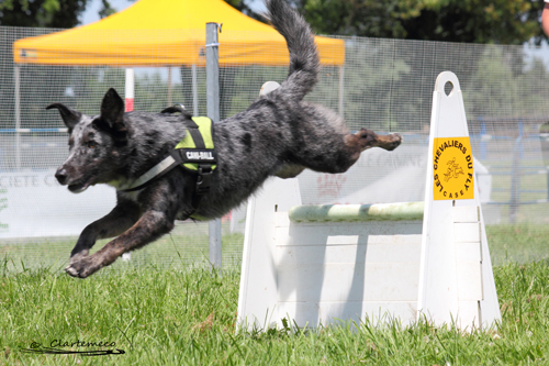 Tournoi de flyball de Sainte Euphémie - 2 juin 2012