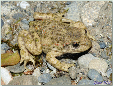 Alytes ou Crapauds accoucheurs (Alytes obstetricans) - Lartigau - Milhas - 31