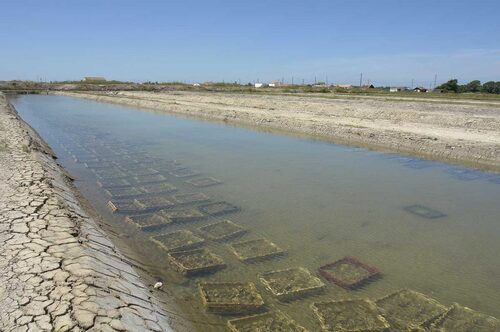 LA MARENNE D'OLERON