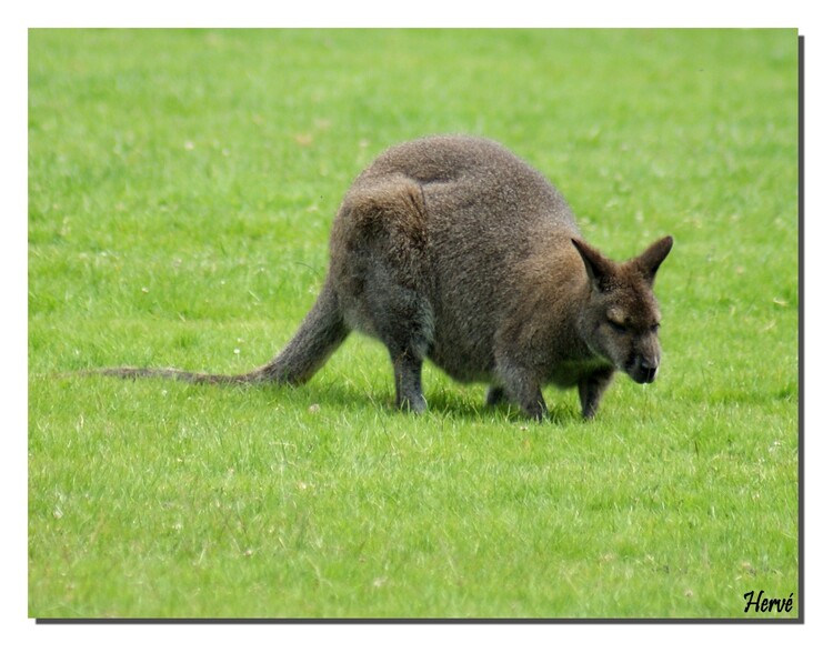 Wallaby